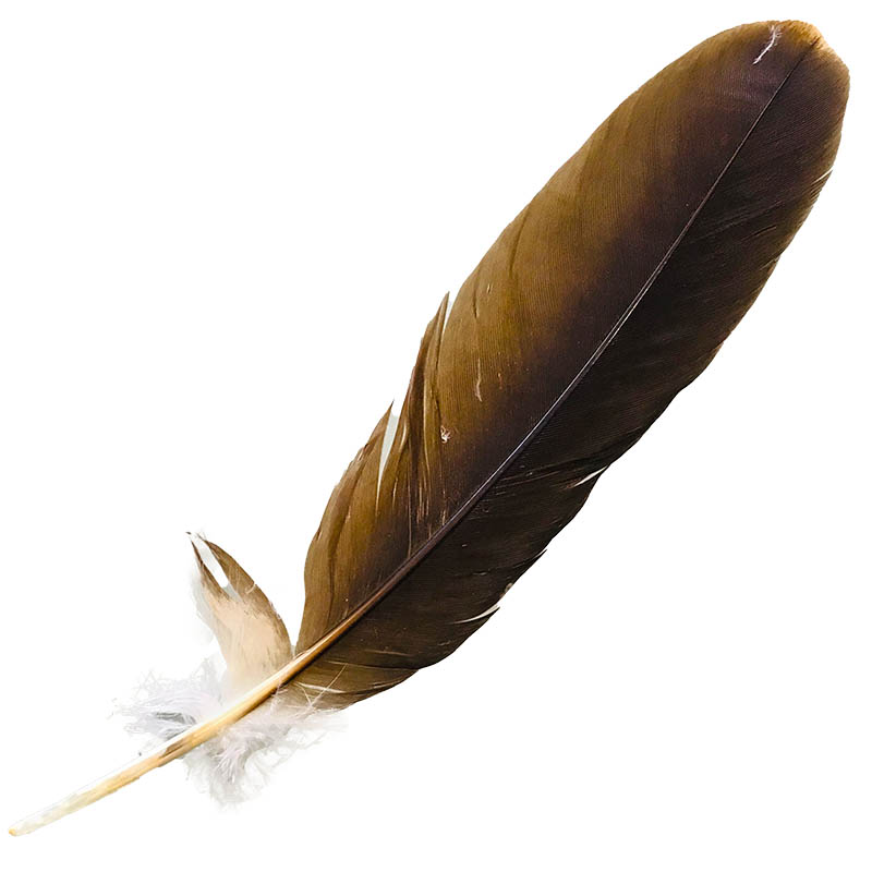 (image for) #205 Whistling Kite Primary Wing Feather