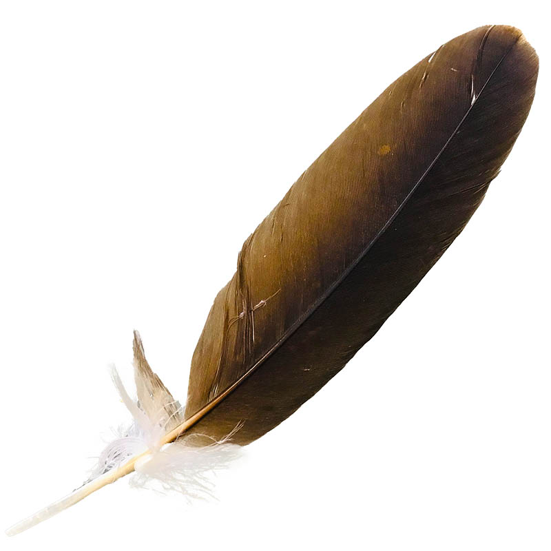(image for) #206 Whistling Kite Primary Wing Feather