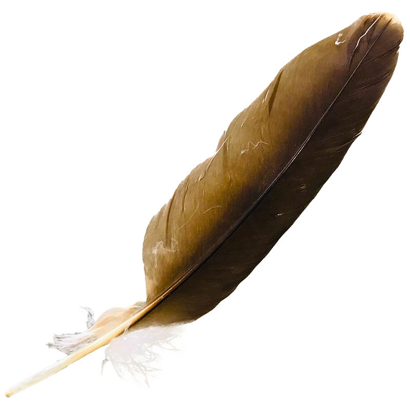 (image for) #207 Whistling Kite Primary Wing Feather