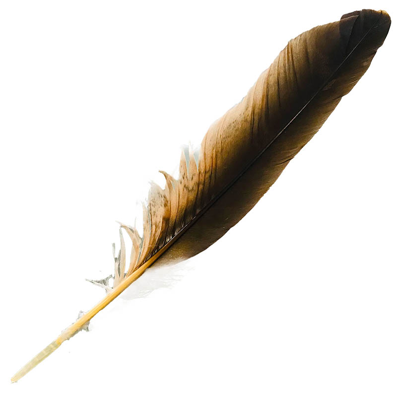 (image for) #212 Whistling Kite Primary Wing Feather