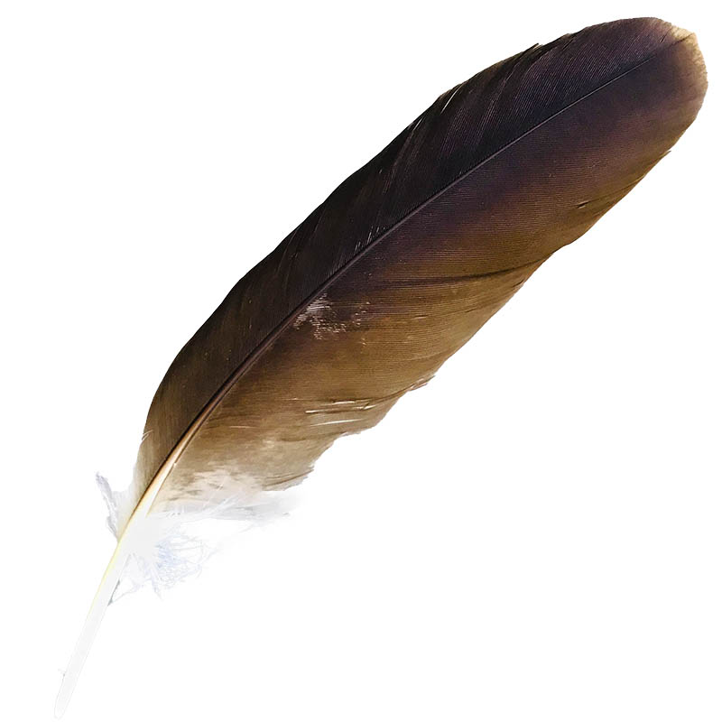 (image for) #102 Whistling Kite Secondary Wing Feather