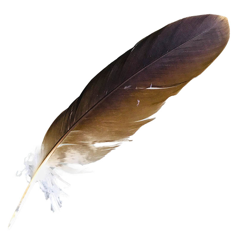 (image for) #105 Whistling Kite Secondary Wing Feather