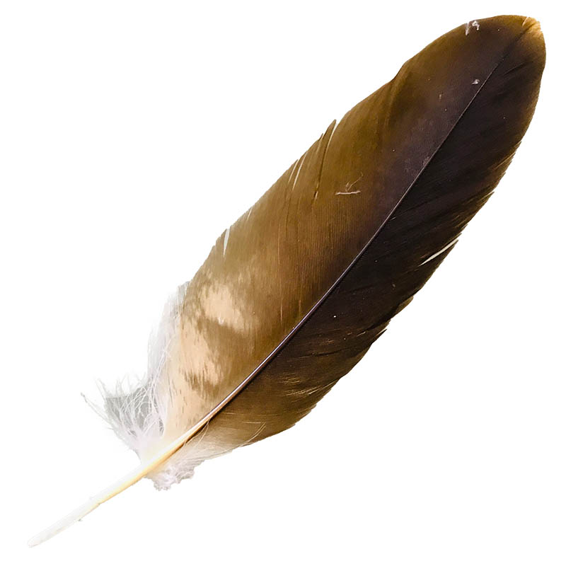 (image for) #98 Whistling Kite Secondary Wing Feather