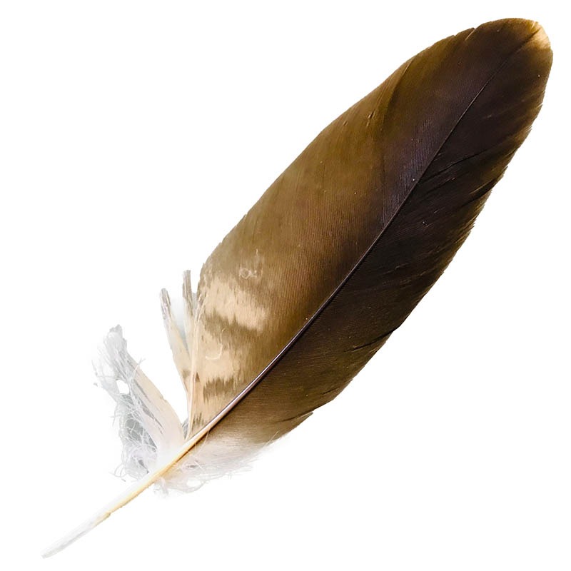 (image for) #99 Whistling Kite Secondary Wing Feather