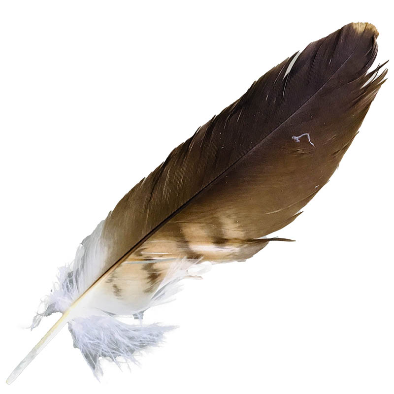 (image for) 500 Whistling Kite Shoulder Feather
