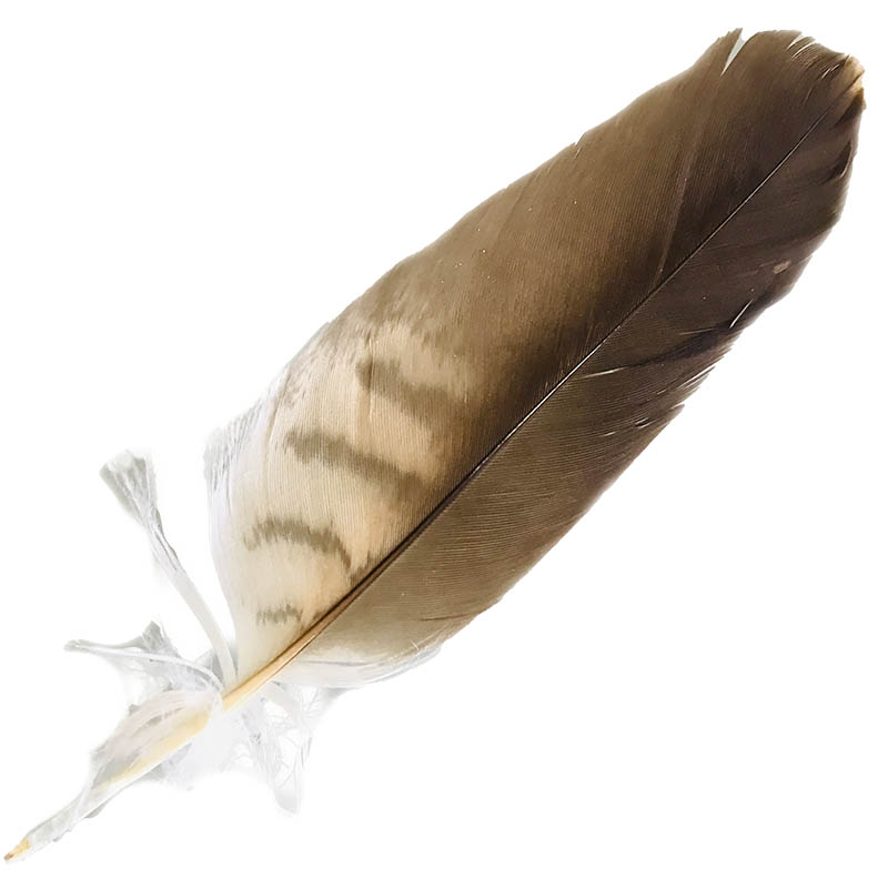 (image for) 502 Whistling Kite Shoulder Feather - Click Image to Close