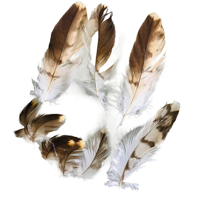(image for) 20D Whistling Kite Shoulder Plumage Feather - Click Image to Close