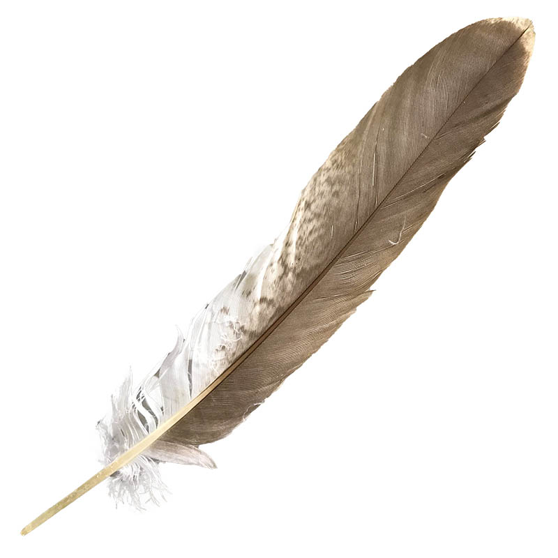 (image for) #5 Whistling Kite Tail Feather