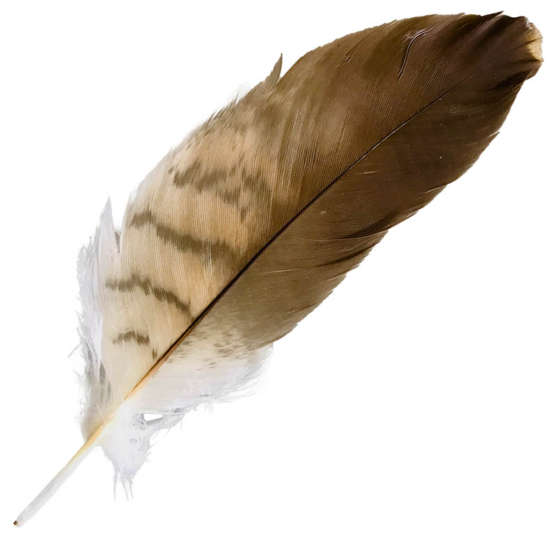 (image for) 501 Whistling Kite Shoulder Feather