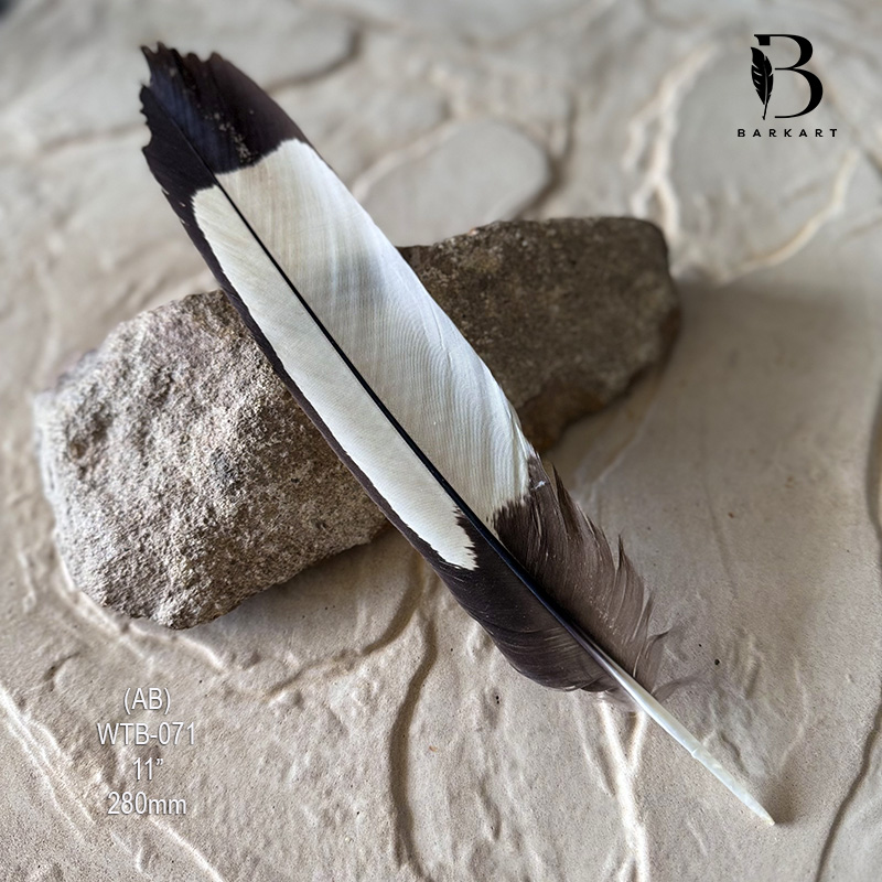 (image for) WTB-071 White Tailed (Carnaby) Black Cockatoo Tail Feather