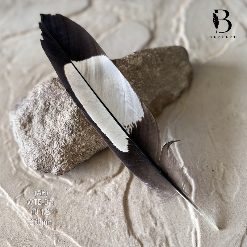 (image for) WTB-074 White Tailed (Carnaby) Black Cockatoo Tail Feather - Click Image to Close