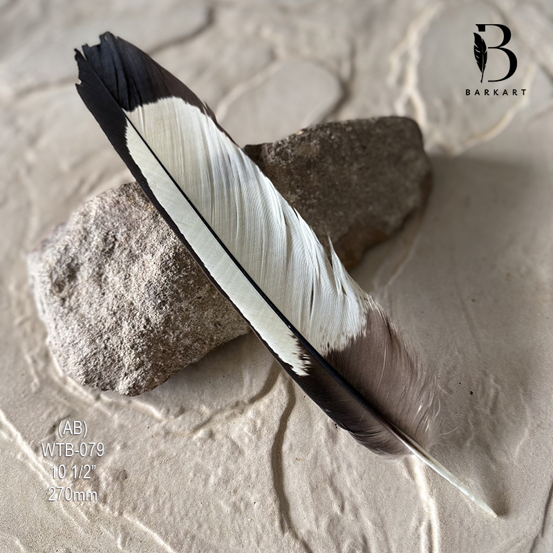 (image for) WTB-079 White Tailed (Carnaby) Black Cockatoo Tail Feather