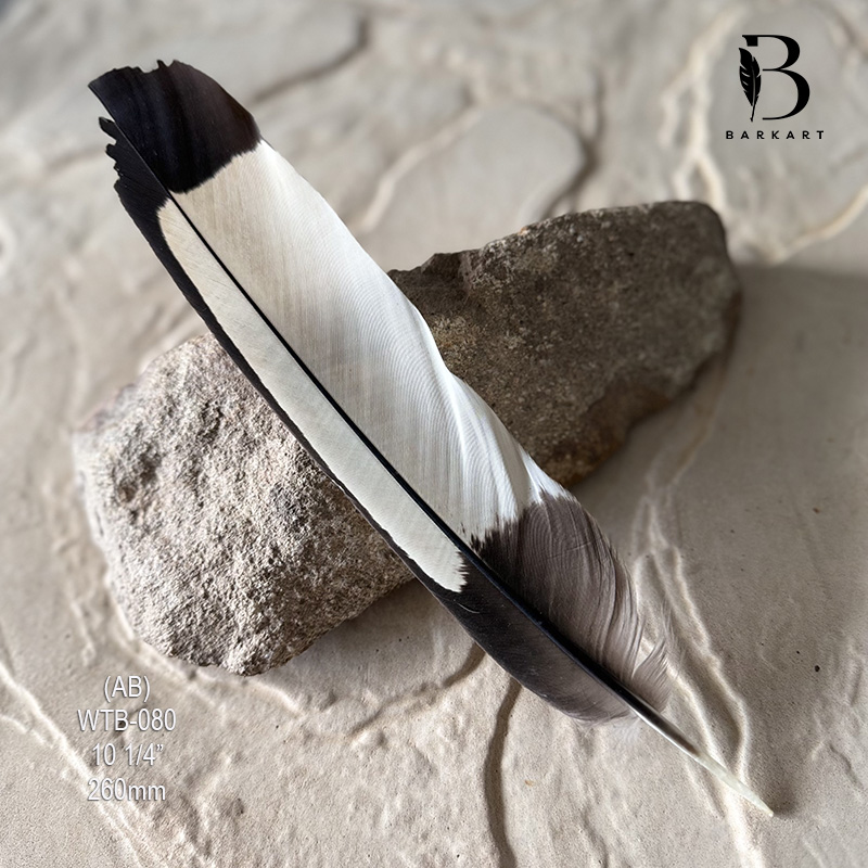(image for) WTB-080 White Tailed (Carnaby) Black Cockatoo Tail Feather - Click Image to Close