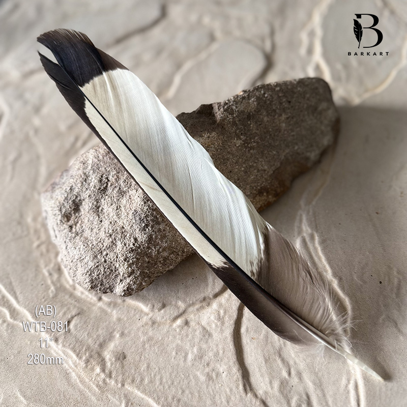 (image for) WTB-081 White Tailed (Carnaby) Black Cockatoo Tail Feather