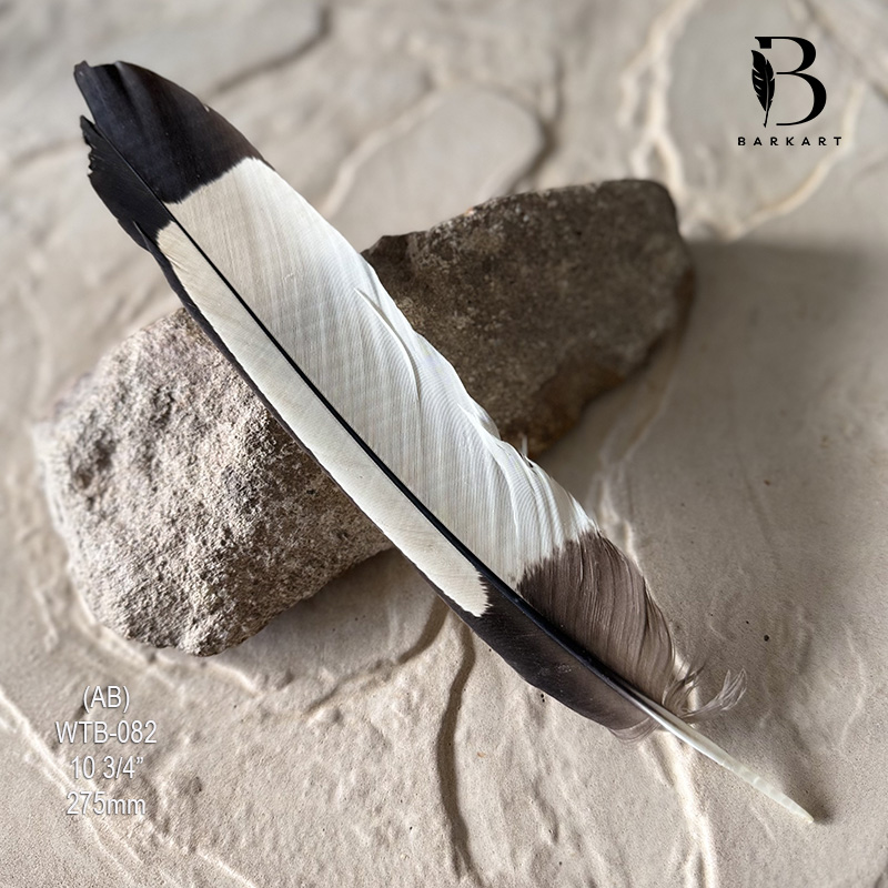 (image for) WTB-082 White Tailed (Carnaby) Black Cockatoo Tail Feather
