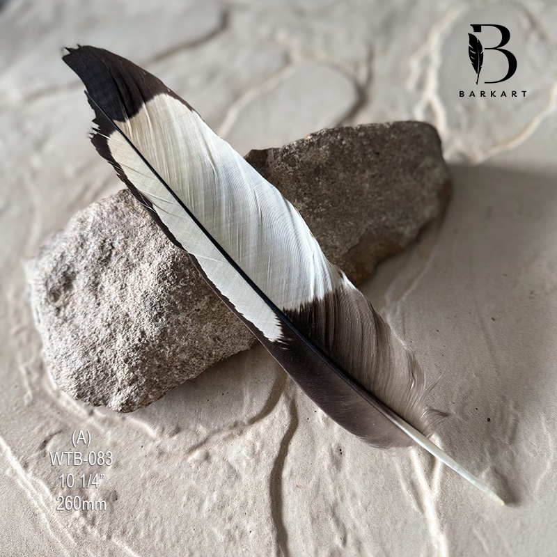 (image for) WTB-083 White Tailed (Carnaby) Black Cockatoo Tail Feather - Click Image to Close