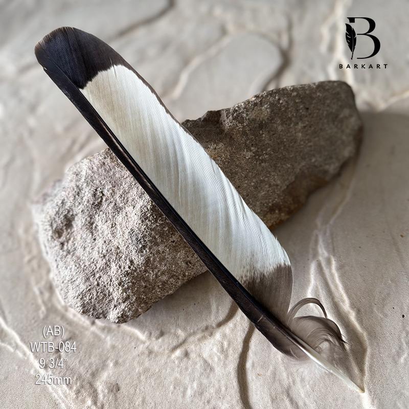 (image for) WTB-084 White Tailed (Carnaby) Black Cockatoo Tail Feather