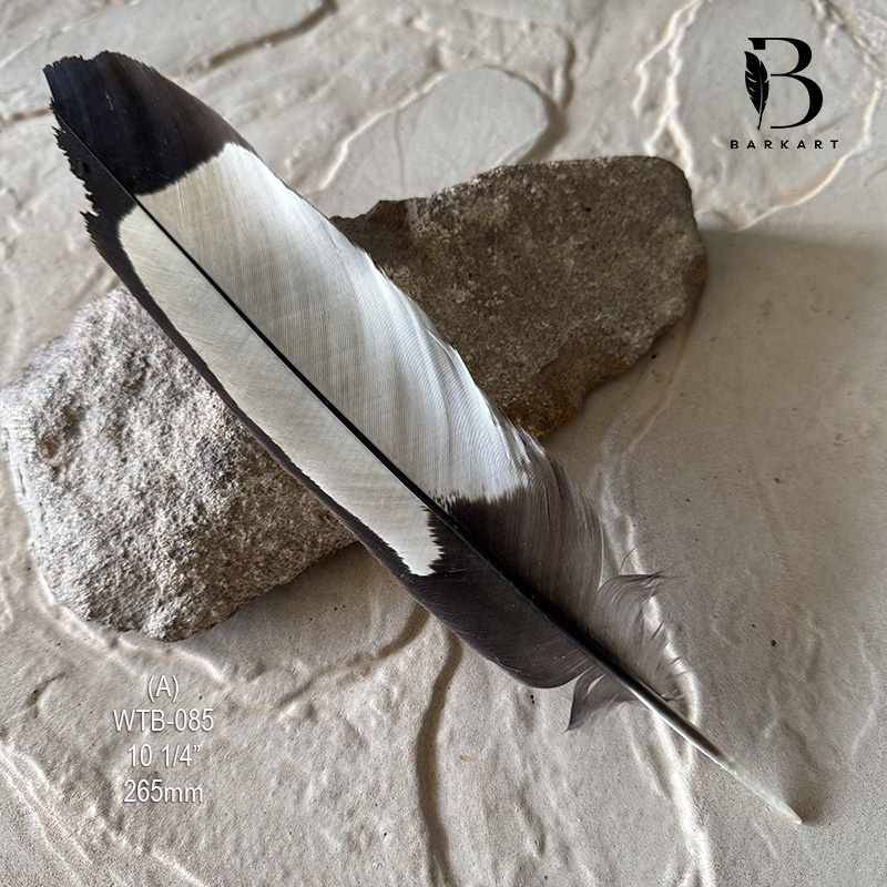 (image for) WTB-085 White Tailed (Carnaby) Black Cockatoo Tail Feather