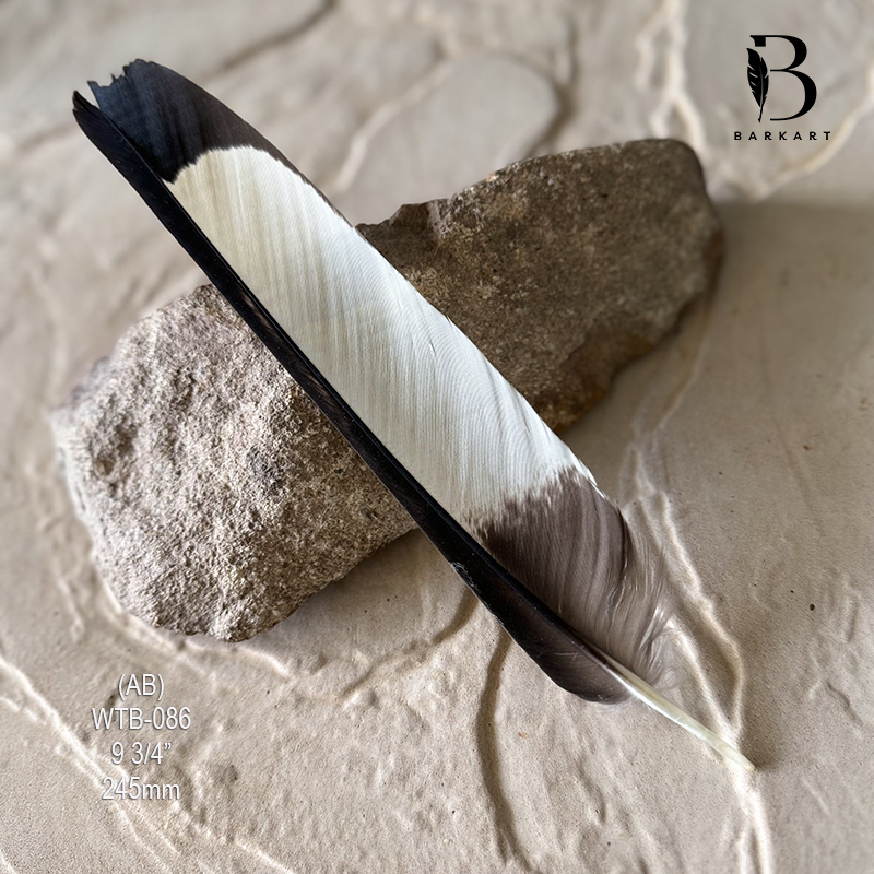 (image for) WTB-086 White Tailed (Carnaby) Black Cockatoo Tail Feather
