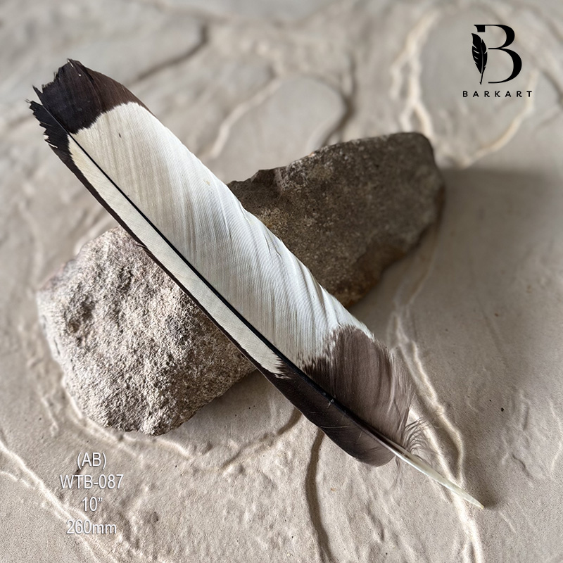 (image for) WTB-087 White Tailed (Carnaby) Black Cockatoo Tail Feather