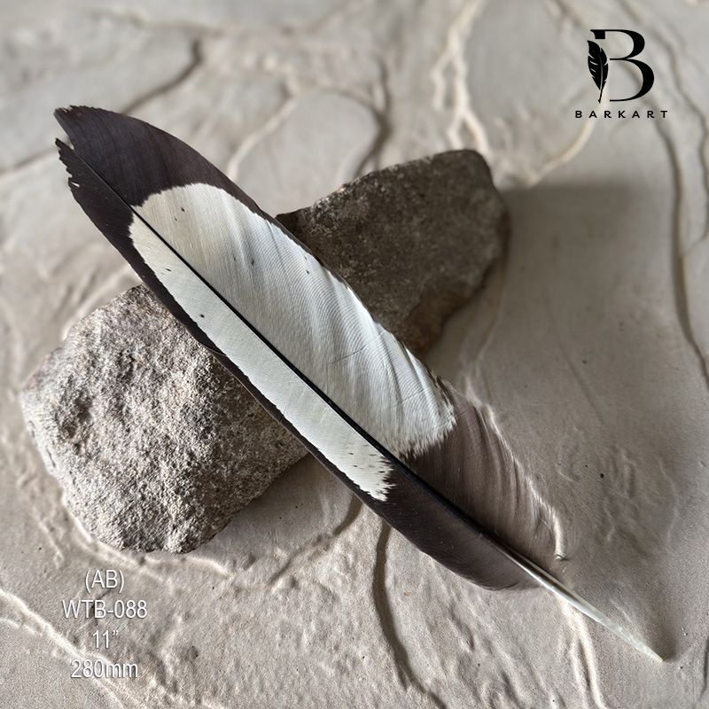 (image for) WTB-088 White Tailed (Carnaby) Black Cockatoo Tail Feather - Click Image to Close
