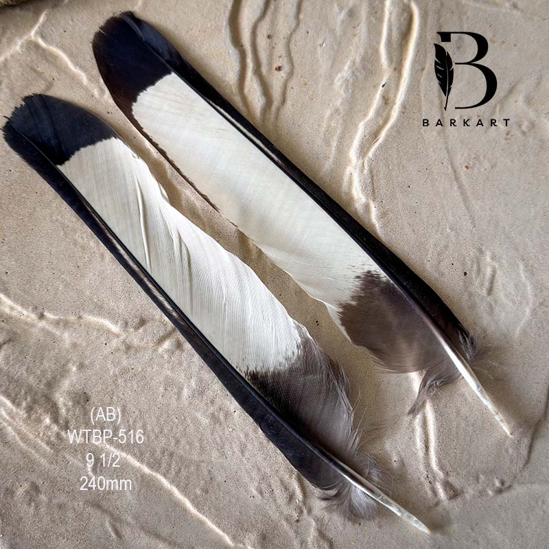 (image for) WTBP-516 White Tailed (Carnaby) Black Cockatoo Tail Feather