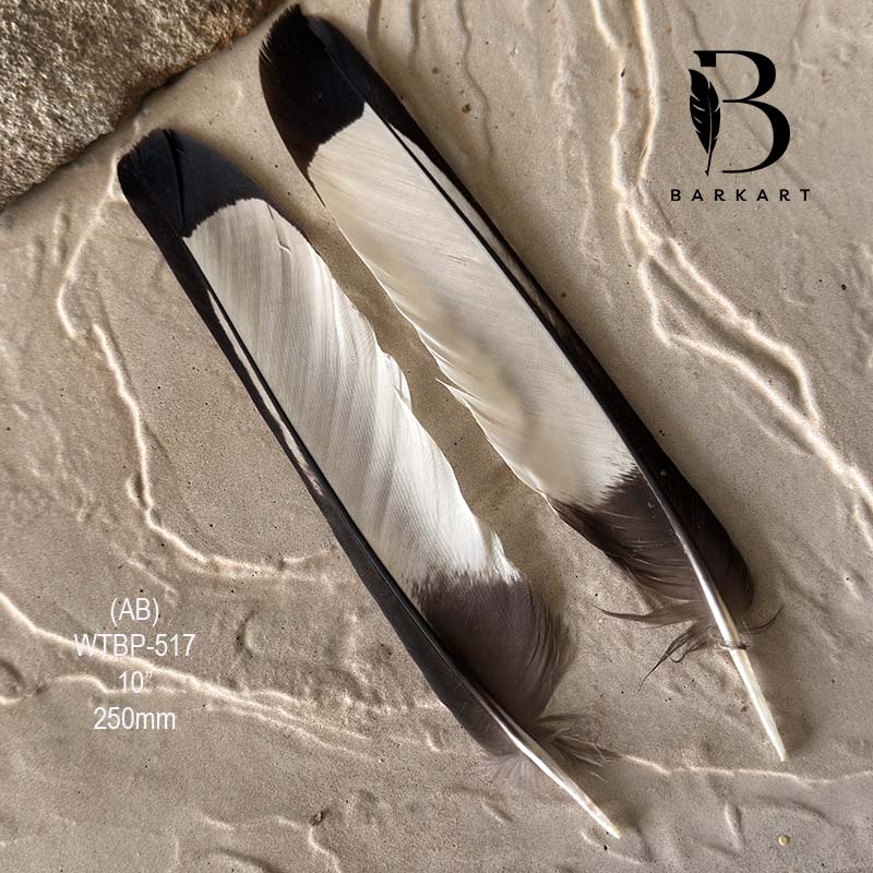 (image for) WTBP-517 White Tailed (Carnaby) Black Cockatoo Tail Feather