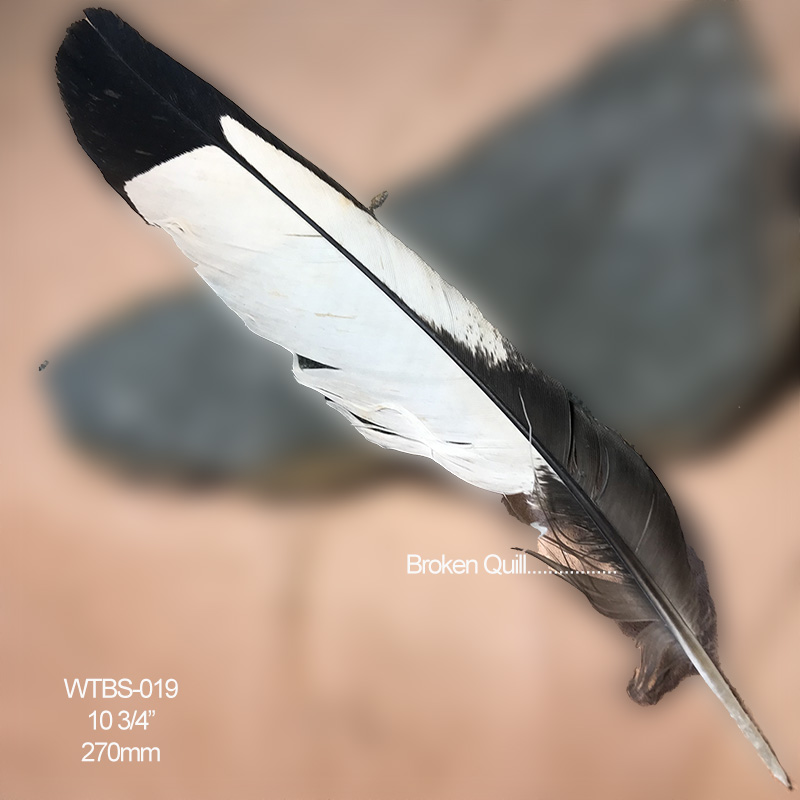 (image for) WTBS-019 White Tailed (Carnaby) Black Cockatoo Tail Feather