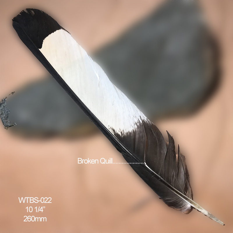 (image for) WTBS-022 White Tailed (Carnaby) Black Cockatoo Tail Feather