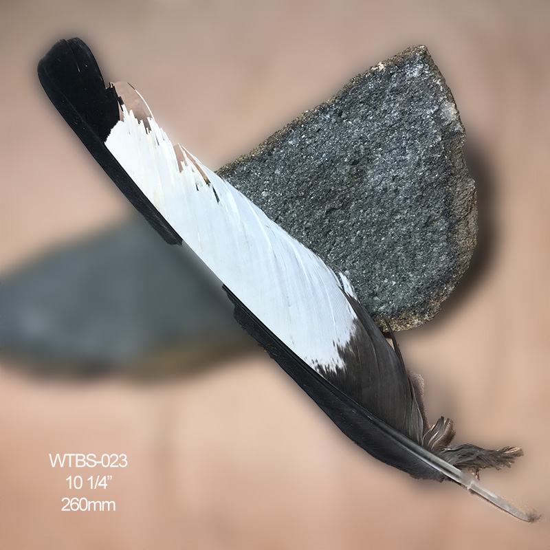 (image for) WTBS-023 White Tailed (Carnaby) Black Cockatoo Tail Feather