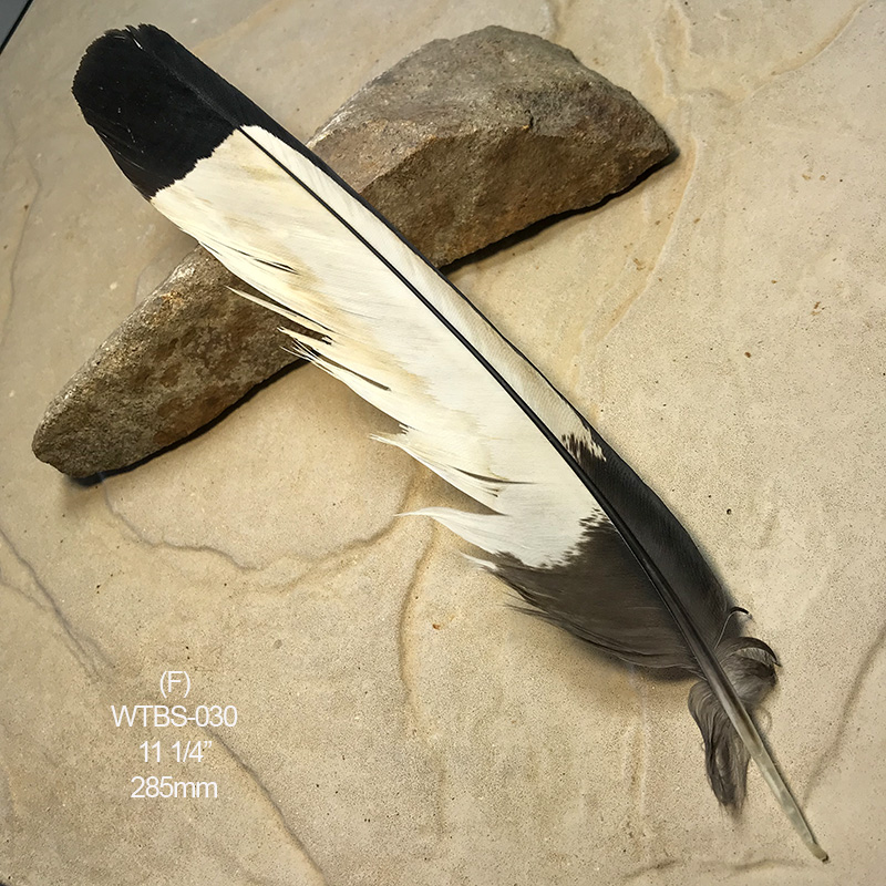 (image for) WTBS-030 White Tailed (Carnaby) Black Cockatoo Tail Feather