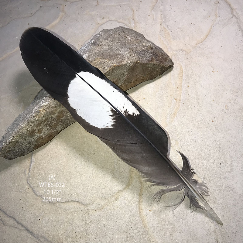 (image for) WTBS-032 White Tailed (Carnaby) Black Cockatoo Tail Feather