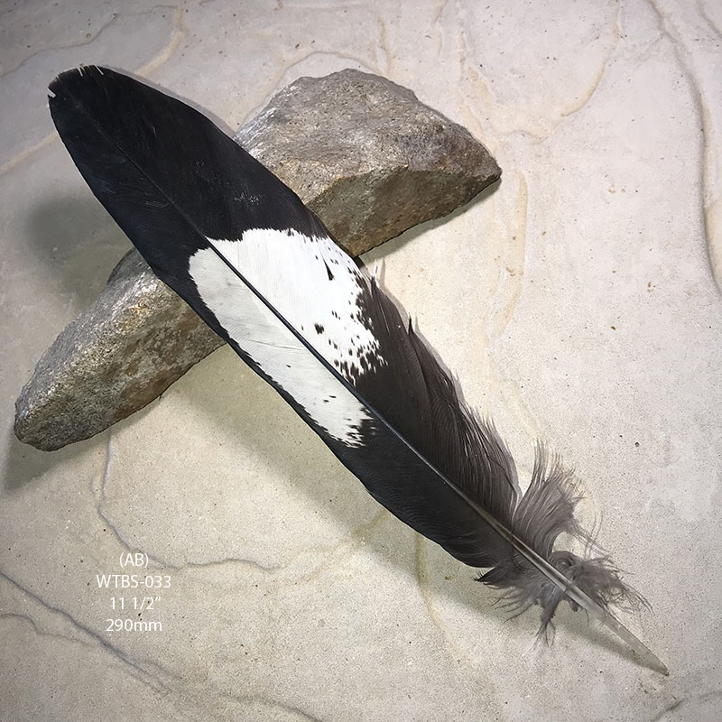 (image for) WTBS-033 White Tailed (Carnaby) Black Cockatoo Tail Feather