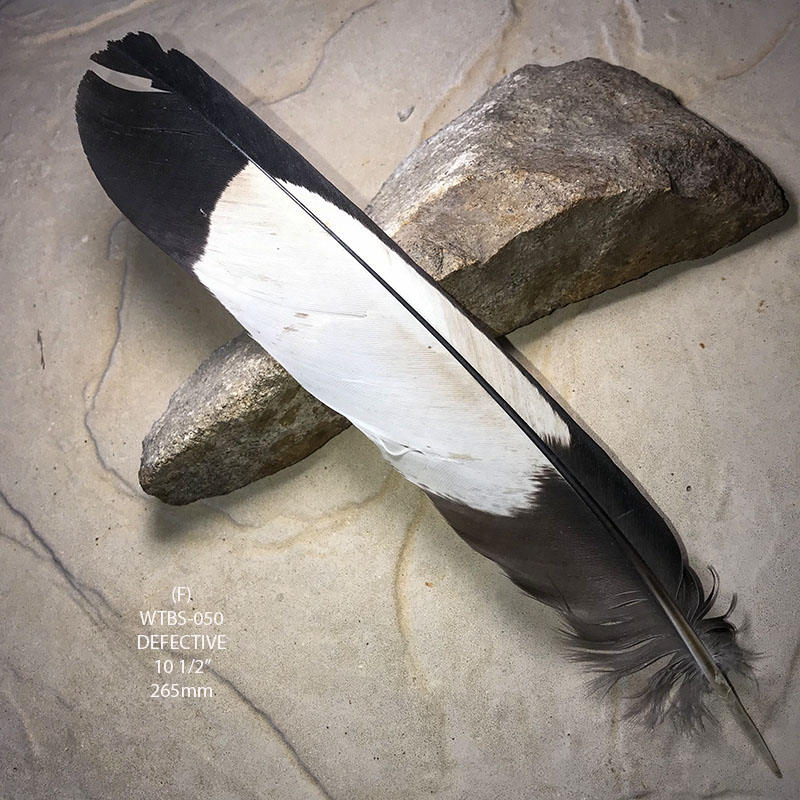 (image for) WTBS-050 White Tailed (Carnaby) Black Cockatoo Tail Feather