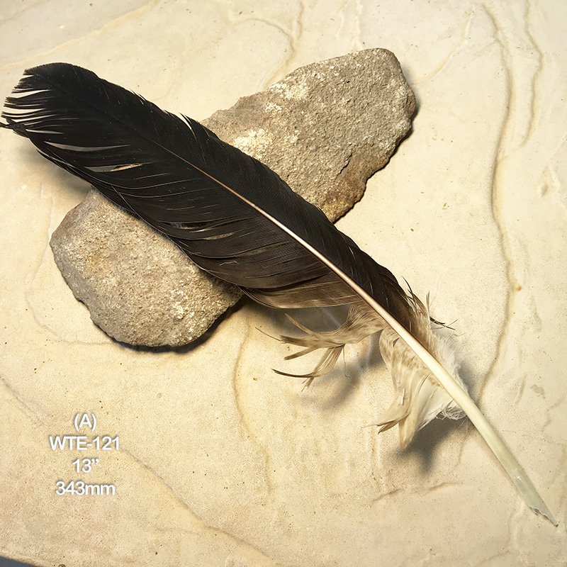 (image for) WTE-121 Defective Eagle Primary Wing Feather - Click Image to Close