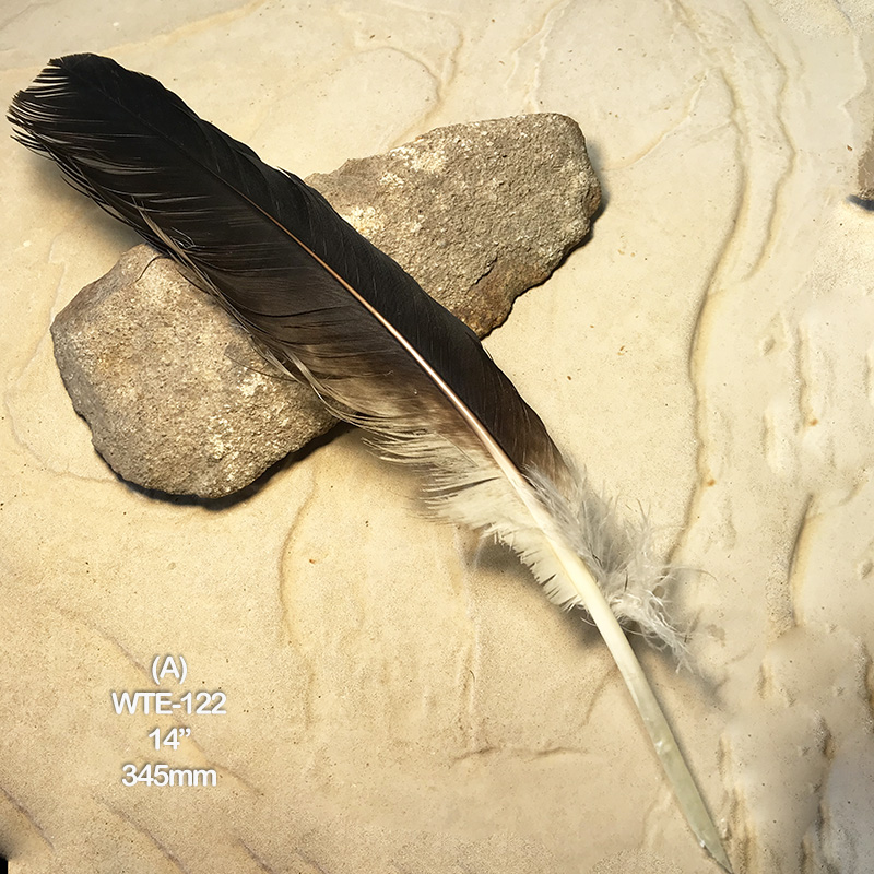 (image for) WTE-122 Defective Eagle Primary Wing Feather