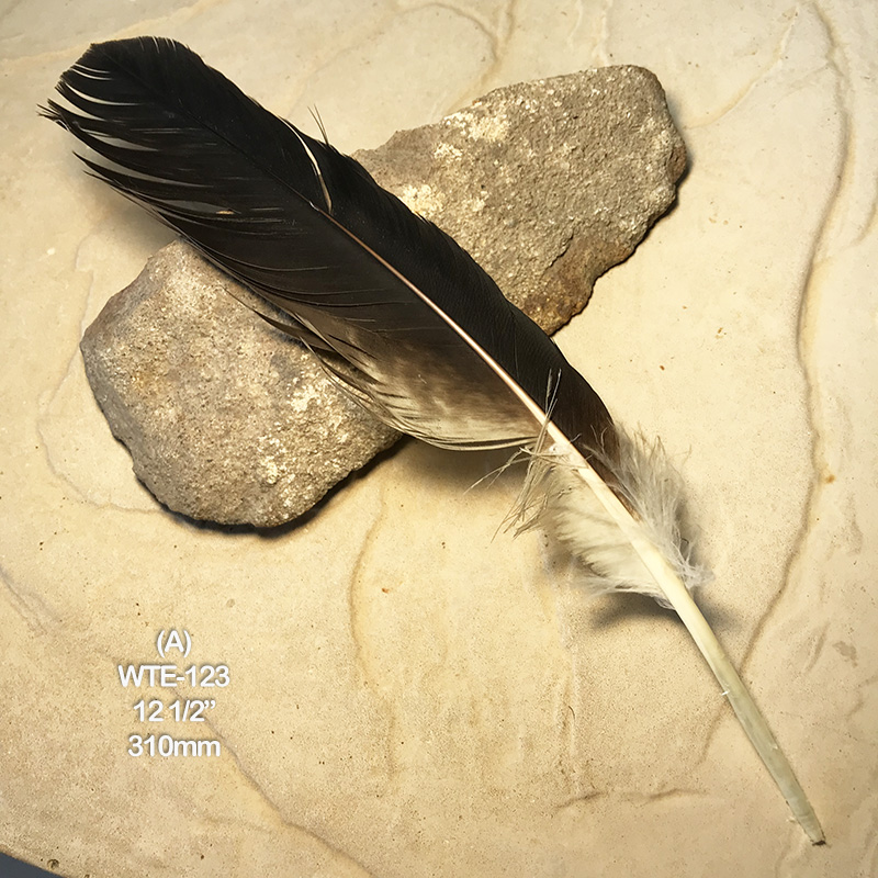 (image for) WTE-123 Defective Eagle Primary Wing Feather