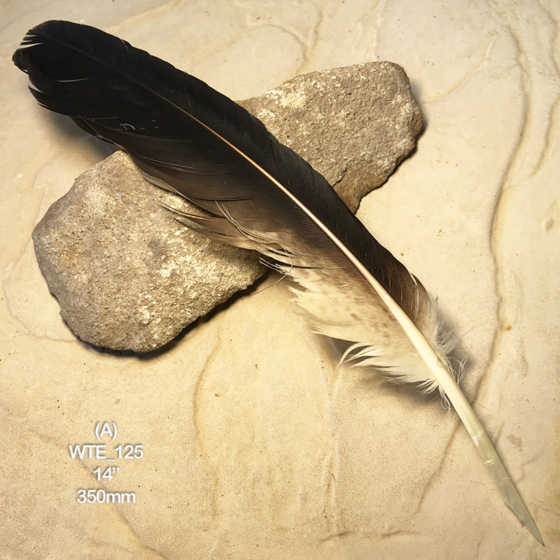 (image for) WTE-125 Defective Eagle Primary Wing Feather