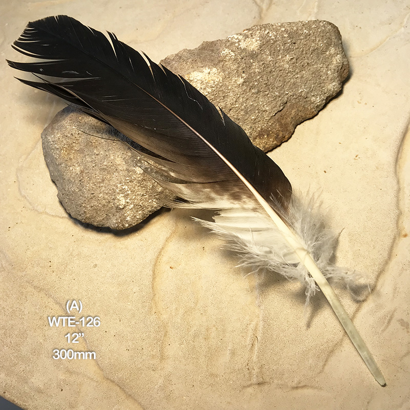 (image for) WTE-126 Defective Eagle Primary Wing Feather
