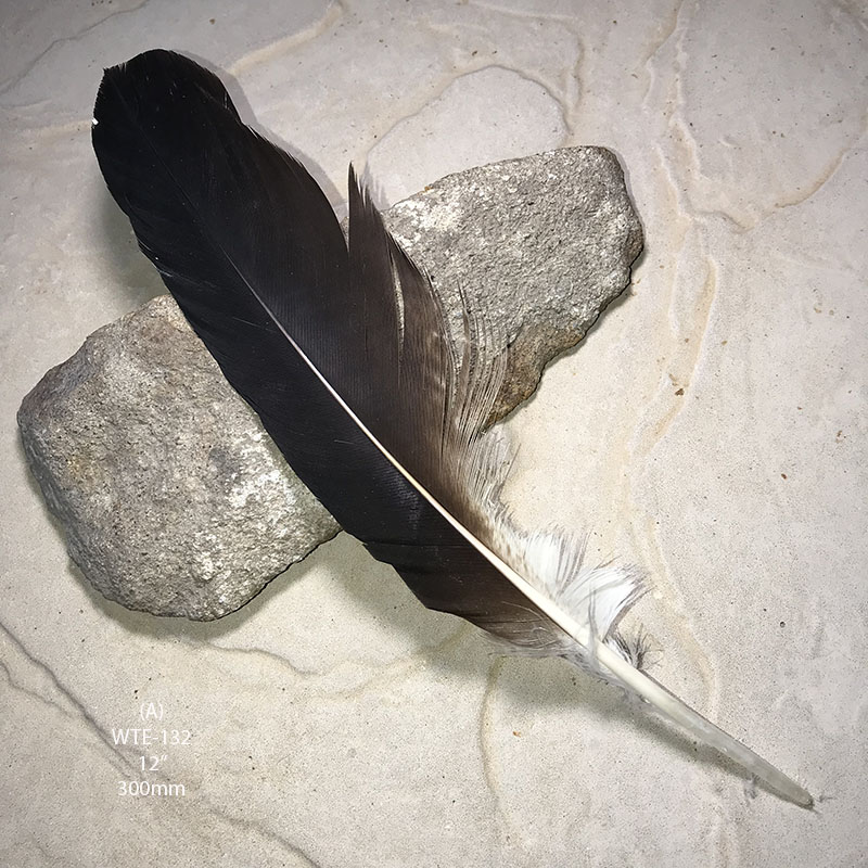 (image for) WTE-132 Defective Eagle Primary Wing Feather