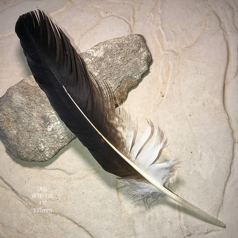 (image for) WTE-136 Defective Eagle Primary Wing Feather