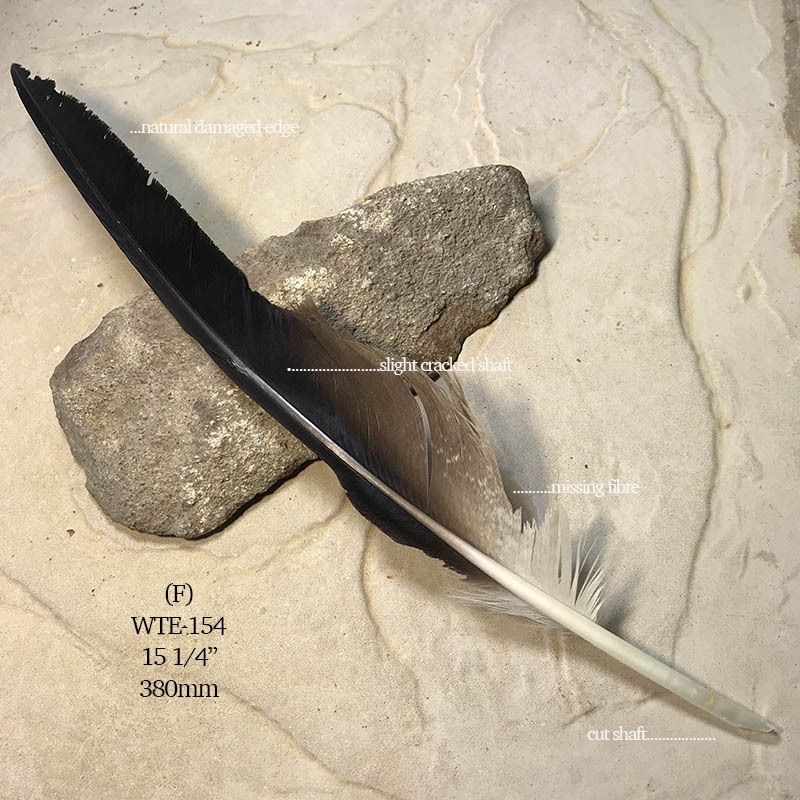 (image for) WTE-154 Defective Eagle Flight Wing Feather
