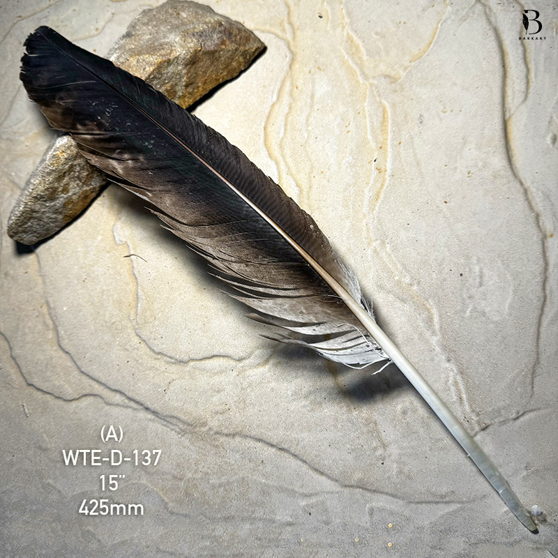(image for) WTE-D-137 Defective Eagle Primary Wing Feather
