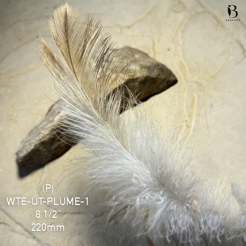 (image for) EXTREMELY RARE U-T-1 Wedged Tail Eagle Under Tail Plumage Feather