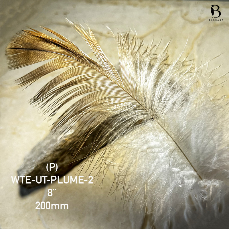(image for) EXTREMELY RARE U-T-2 Wedged Tail Eagle Under Tail Plumage Feather