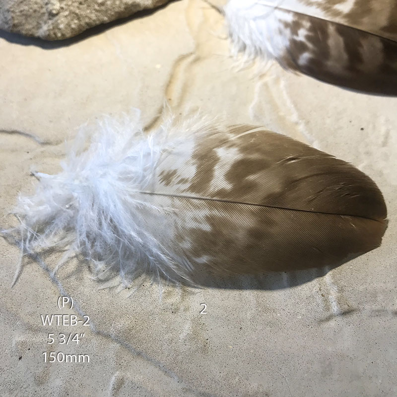 (image for) WTEB-1 Wedged Tailed Eagle Plumage Feather - Click Image to Close