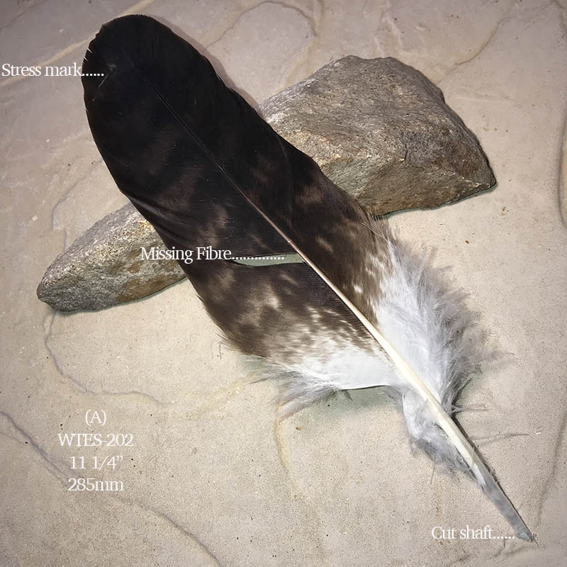 (image for) WTES-202 Defective Eagle Secondary Wing Feather