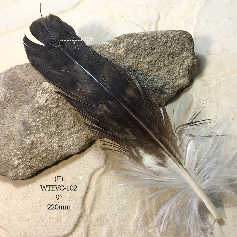 (image for) WTEVC-102 Wedged Tailed Eagle Covert Feather - Click Image to Close
