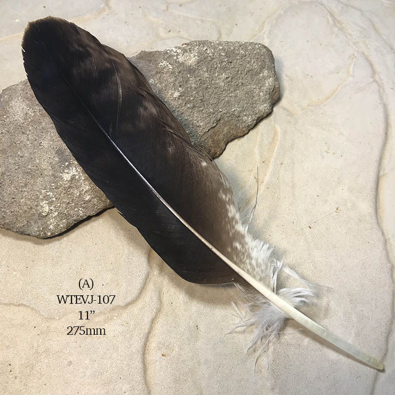 (image for) WTEVJ-007 Defective Eagle Primary Wing Feather