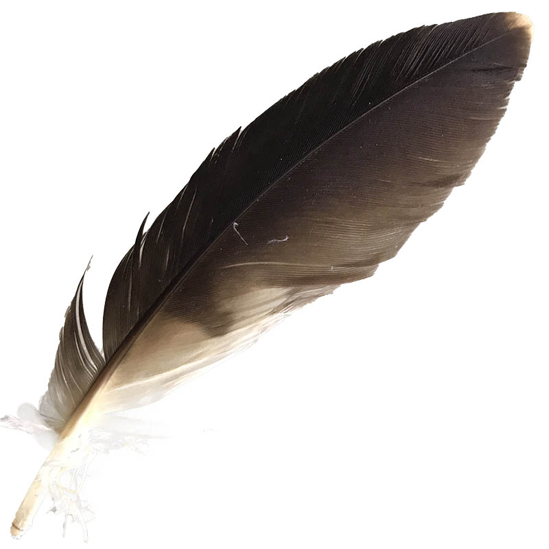 (image for) Whistling Kite Pointer Feathers